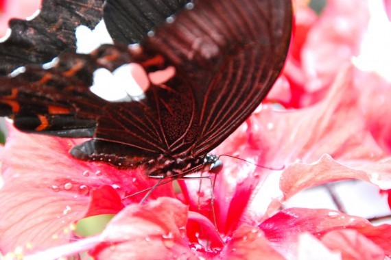 Kuala Lumpur Butterfly Park (2) Kuala Lumpur Butterfly Park (2)