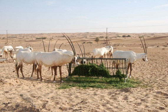 Desert Conservation Reserve Dubai (11) Desert Conservation Reserve Dubai (11)