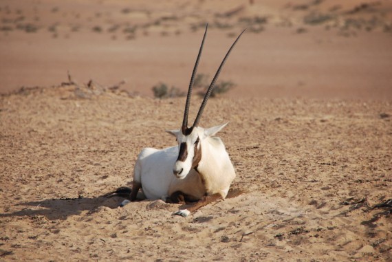 Desert Conservation Reserve Dubai (7) Desert Conservation Reserve Dubai (7)