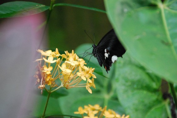 Kuala Lumpur Butterfly Park (23) Kuala Lumpur Butterfly Park (23)