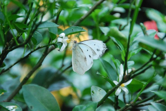 Kuala Lumpur Butterfly Park (8) Kuala Lumpur Butterfly Park (8)
