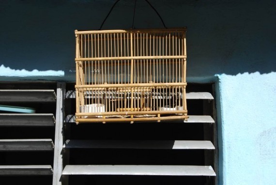 Oiseaux maisons Cuba (7) Oiseaux maisons Cuba (7)