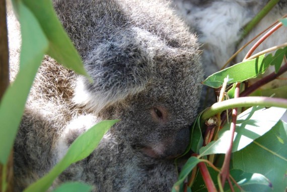 Kangourous et koalas Taronga Zoo Sydney (14) Kangourous et koalas Taronga Zoo Sydney (14)
