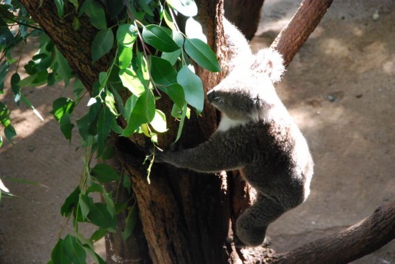Kangourous et koalas Taronga Zoo Sydney (3) Kangourous et koalas Taronga Zoo Sydney (3)