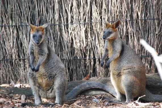 Kangourous et koalas Taronga Zoo Sydney (6) Kangourous et koalas Taronga Zoo Sydney (6)