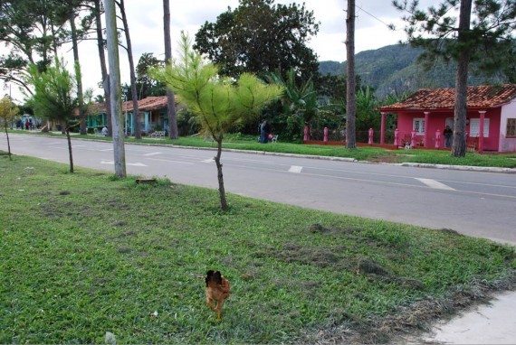 Viñales Cuba (30) Viñales Cuba (30)