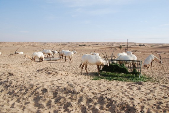 Desert Conservation Reserve Dubai (6) Desert Conservation Reserve Dubai (6)