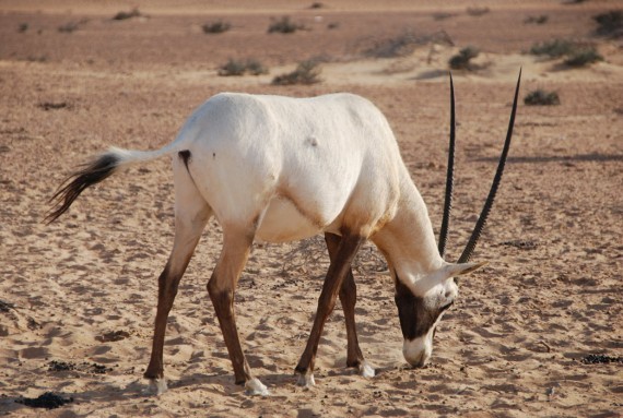 Desert Conservation Reserve Dubai (5) Desert Conservation Reserve Dubai (5)