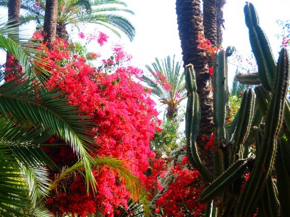 Jardin Majorelle (14) Jardin Majorelle (14)
