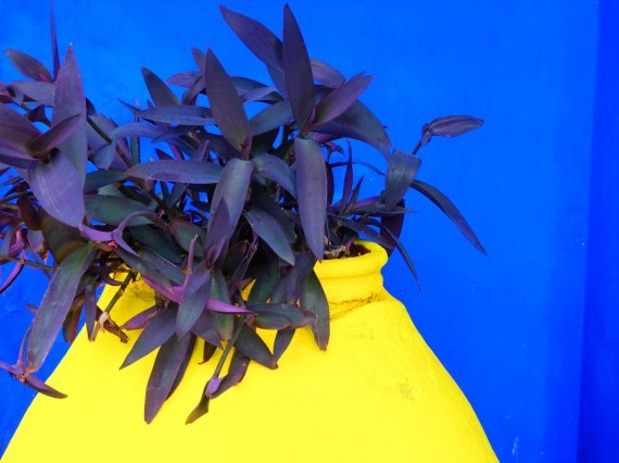 Jardin Majorelle (2) Jardin Majorelle (2)