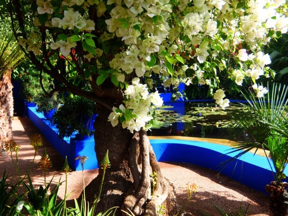 Jardin Majorelle (12) Jardin Majorelle (12)