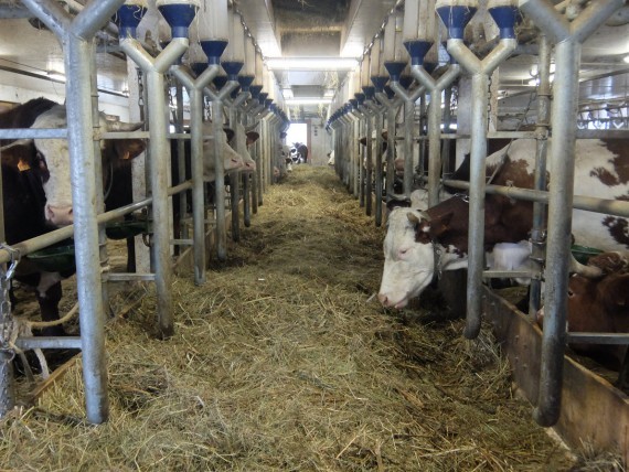 Ferme de Joseph (18) Ferme de Joseph (18)