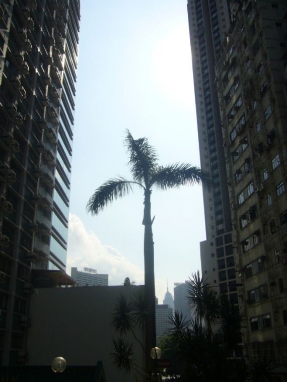 Hong-Kong 03 (18) Hong-Kong 03 (18)
