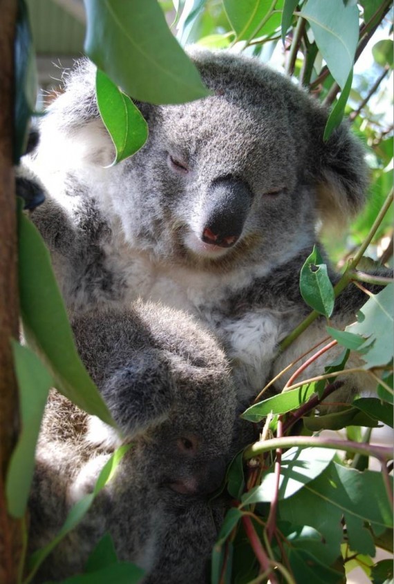 Kangourous et koalas Taronga Zoo Sydney (13) Kangourous et koalas Taronga Zoo Sydney (13)