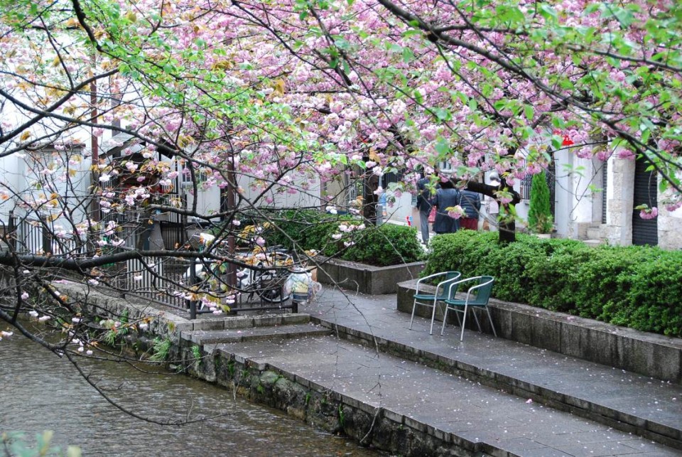 Canal et arbres de Kyoto (1)
