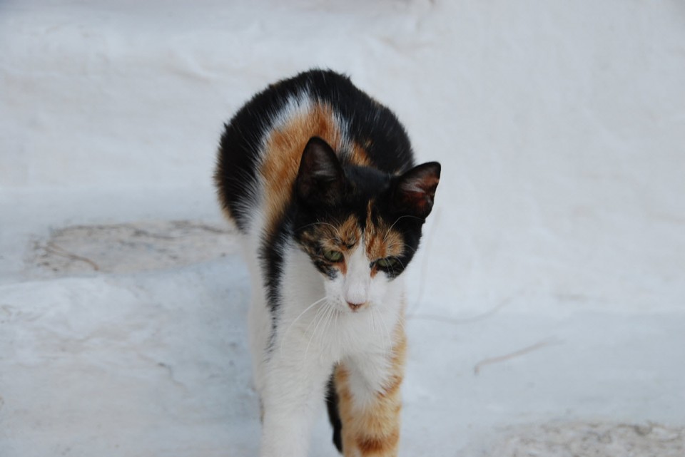 Les chats sauvages de Mykonos (4)