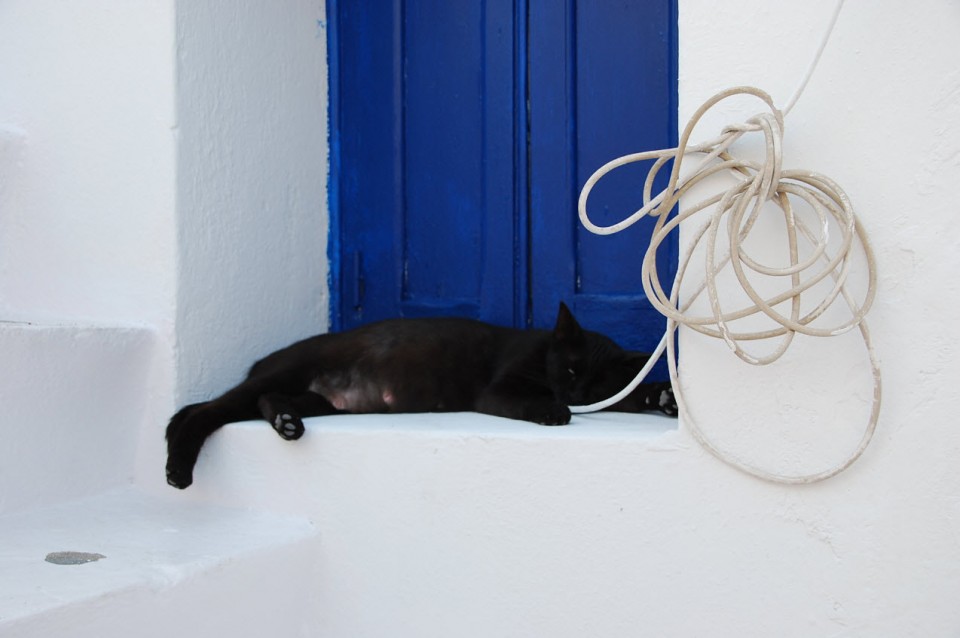 Les chats sauvages de Mykonos (6)