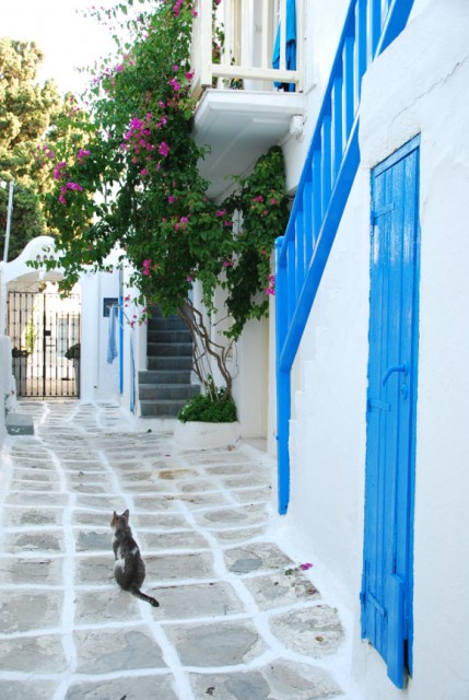 Les chats sauvages de Mykonos (7)