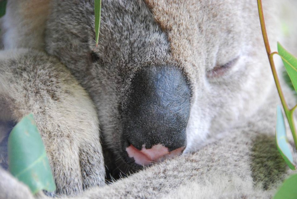 Rencontre avec koalas et kangourous à Sydney