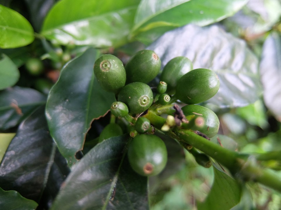 Déjeuner typique et visite des caféières à la Maison du Laurina Déjeuner typique et visite des caféières à la Maison du Laurina
