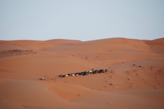 Desert Nights Camp Oman (16)