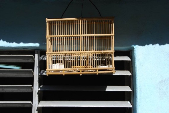 Oiseaux maisons Cuba (7)