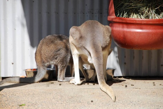 Kangourous et koalas Taronga Zoo Sydney (5)