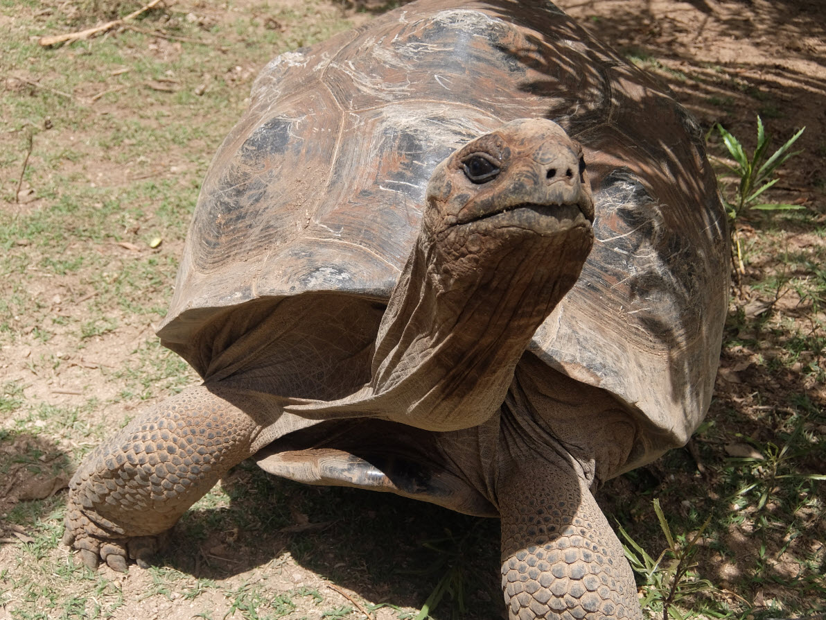 Francois Leguat reserve tortues
