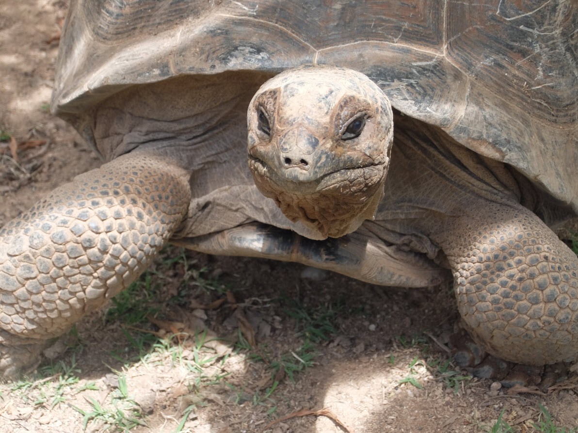 Tortue de la reserve Tortue de la reserve