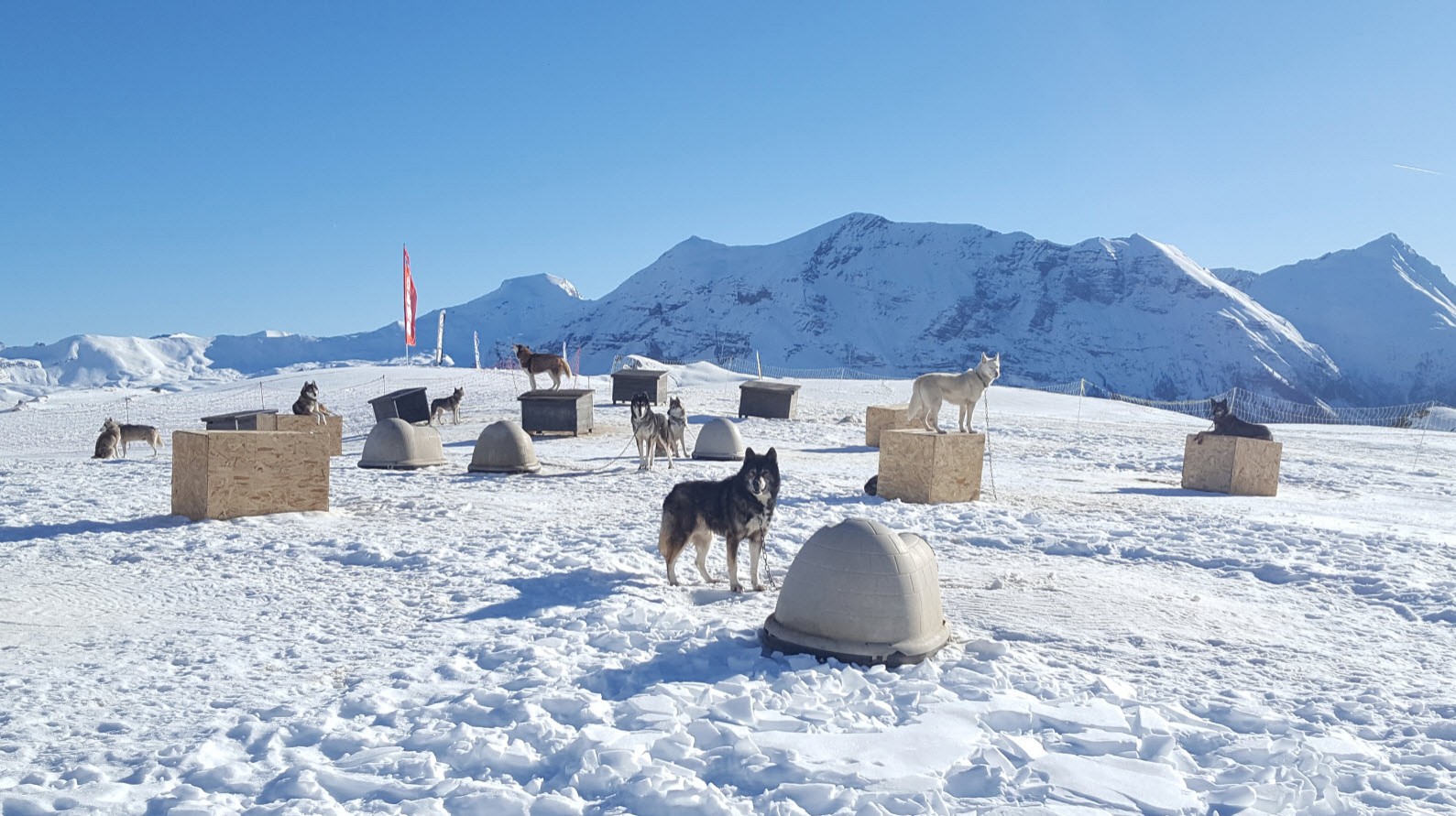 Campement des chiens Campement des chiens