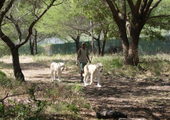Marche avec les Lions - Casela Nature & Leisure Park