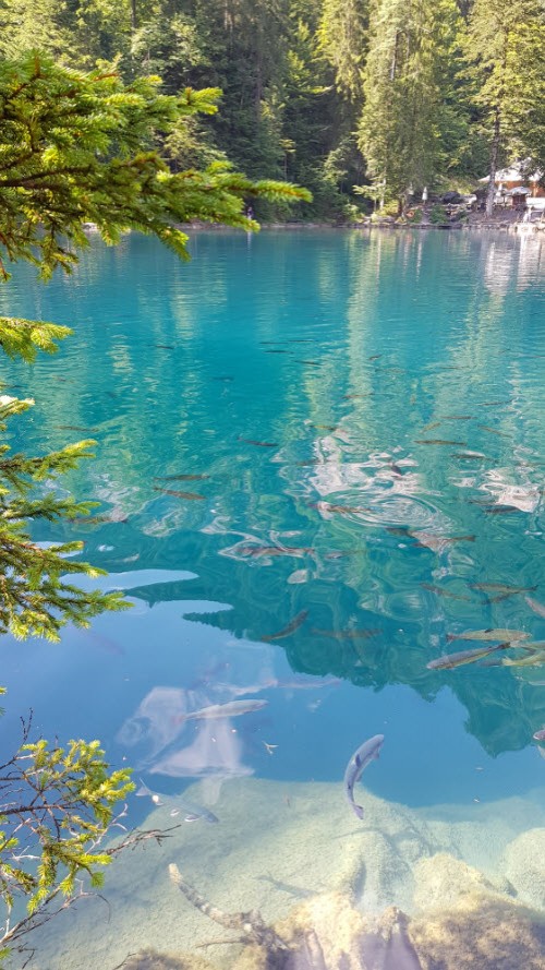 Blausee Oberland Bernois Blausee Oberland Bernois