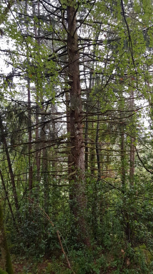 Cabane Mesange Cabane Mesange