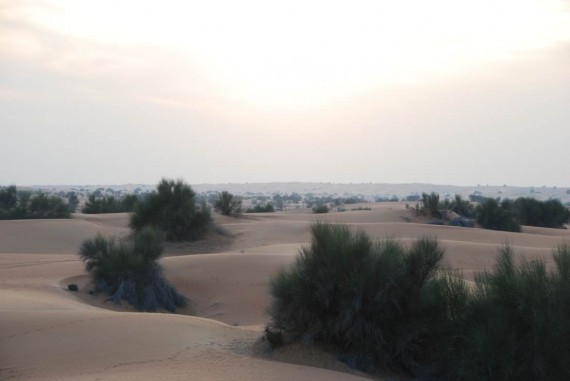Al Maha camel ride (14) Al Maha camel ride (14)