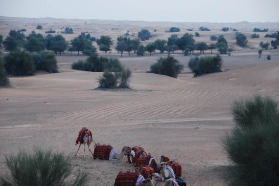Al Maha camel ride (16) Al Maha camel ride (16)