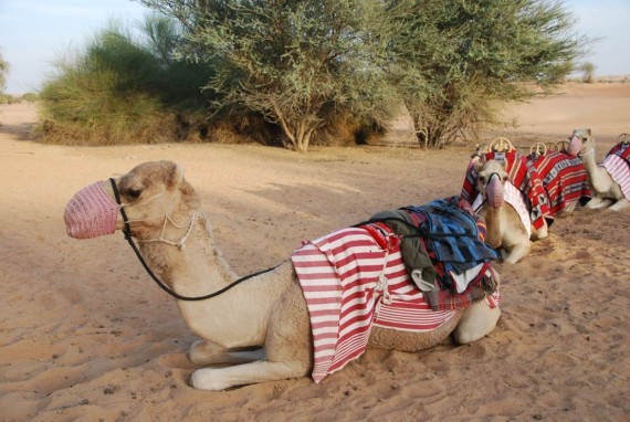 Al Maha camel ride (8) Al Maha camel ride (8)