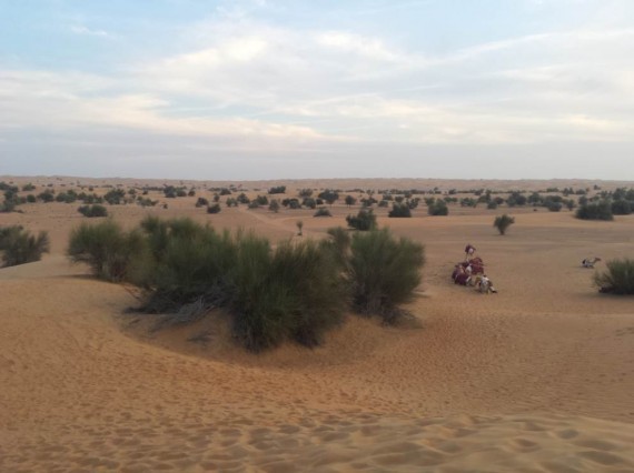Al Maha camel ride (6) Al Maha camel ride (6)