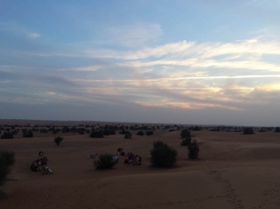 Al Maha camel ride (7) Al Maha camel ride (7)