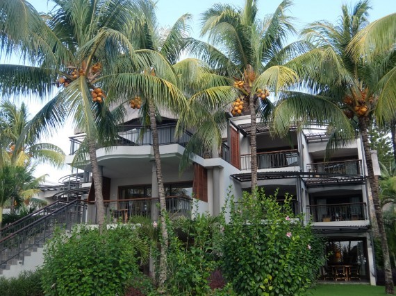 Maurice Royal Palm (28) Maurice Royal Palm (28)