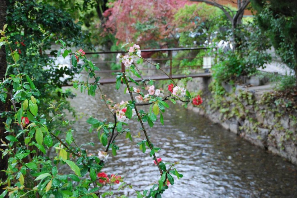 Canal et arbres de Kyoto (10)
