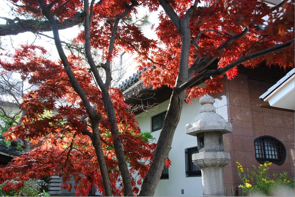 Canal et arbres de Kyoto (17)