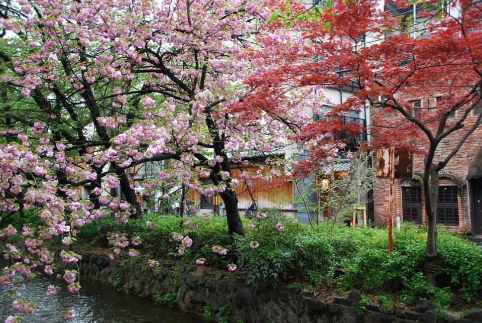 Canal et arbres de Kyoto (4)