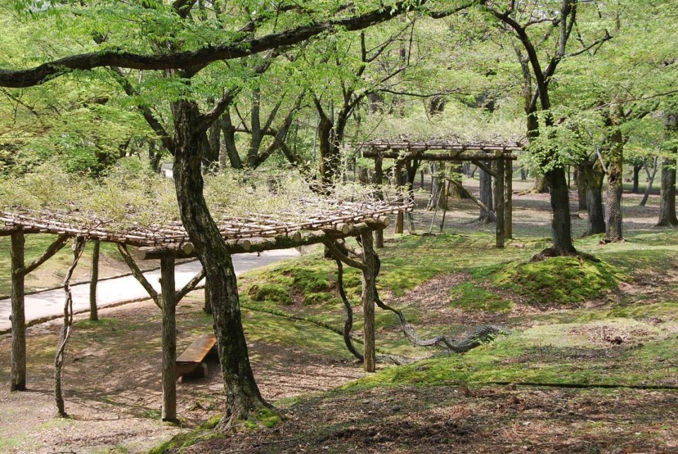 Le parc de Nara (11)