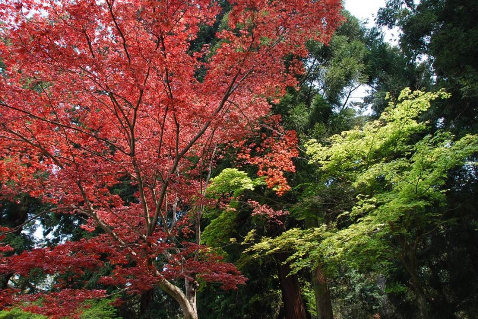 Les arbres de Nara  (2)