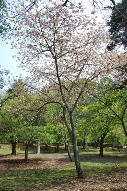 Les arbres de Nara  (9)