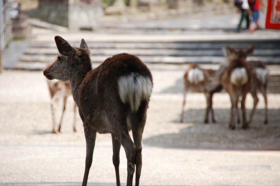 Les biches de Nara (2)
