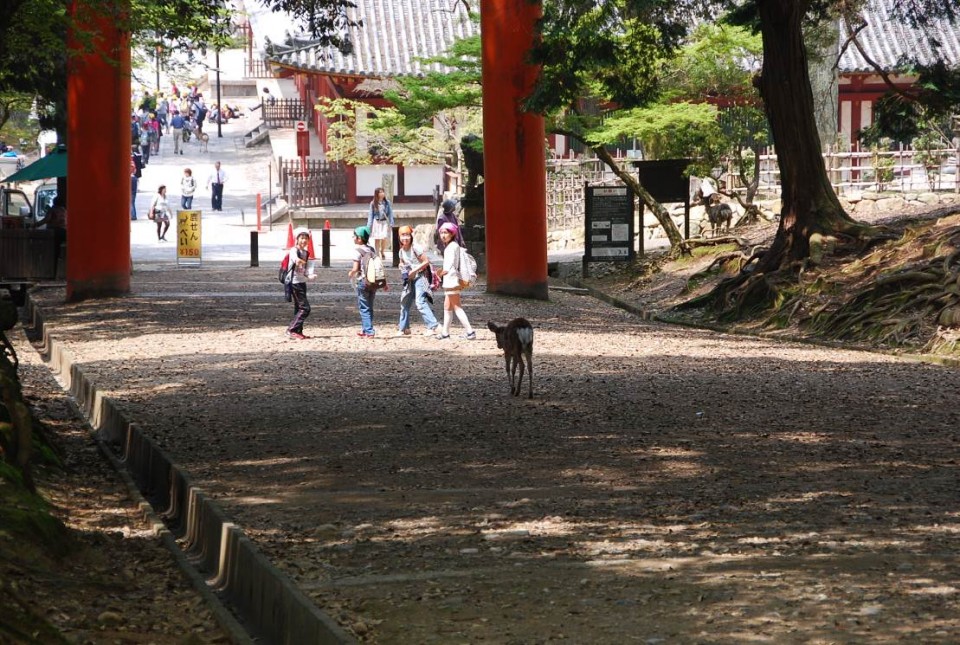 Les biches de Nara (7)