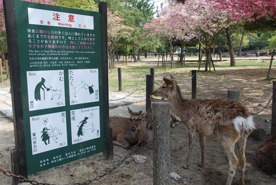 Les biches de Nara (8)