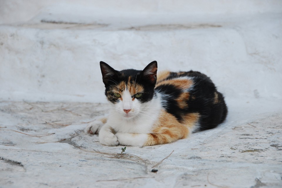 Les chats sauvages de Mykonos (1)