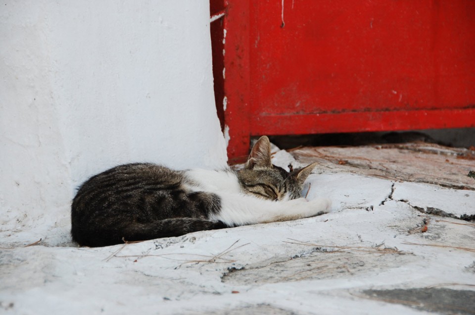 Les chats sauvages de Mykonos (2)